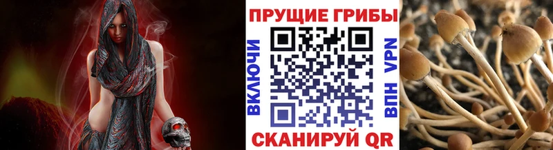 Галлюциногенные грибы MAGIC MUSHROOMS  закладки  Дно 